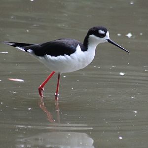 Black-necked stilt