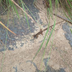 Formosan grass lizard