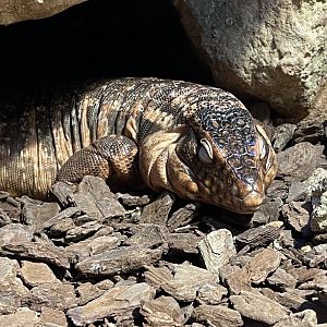 Tegu ID? ~ Mediterraneo marine park