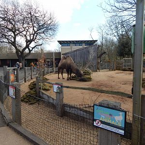 Bactrian camel enclosure 180322