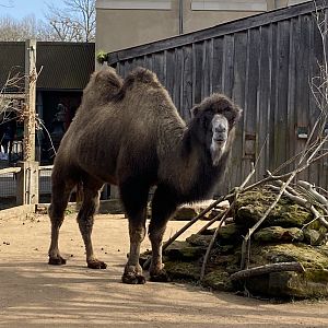 Bactrian camel 180322