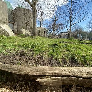 Sulawesi babirusa enclosure 180322