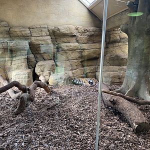 Tiger Territory 180322