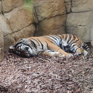Tiger Territory - Sumatran tiger 180322