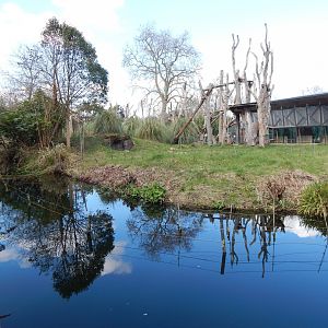 Gorilla Kingdom 180322