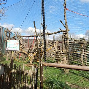 Gorilla Kingdom - White-naped mangabey enclosure 180322