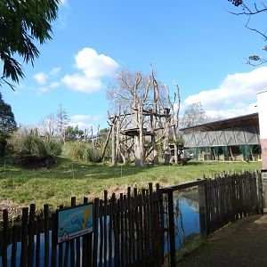 Gorilla Kingdom 180322