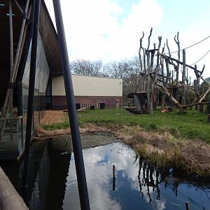 Gorilla Kingdom 180322