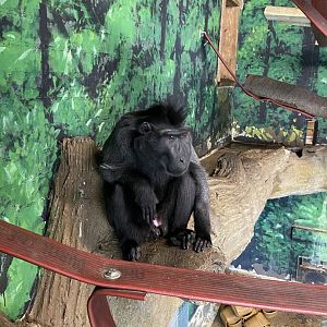 Gorilla Kingdom - Sulawesi crested macaque 180322