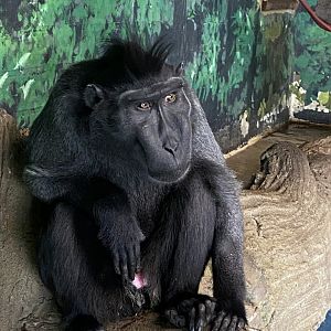 Gorilla Kingdom - Sulawesi crested macaque 180322