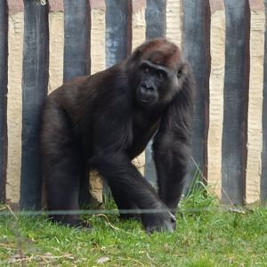 Gorilla Kingdom - Western lowland gorilla 180322