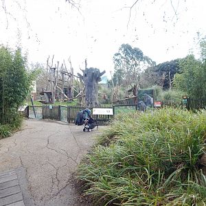 Gorilla Kingdom 180322