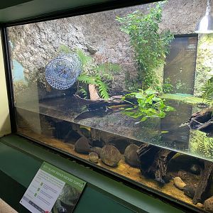 Reptile House - McCord's snake-necked turtle exhibit 180322
