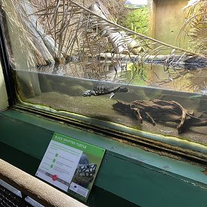 Reptile House - Spotted pond turtle exhibit 180322
