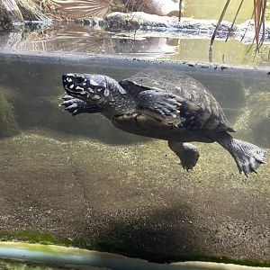 Reptile House - Spotted pond turtle 180322