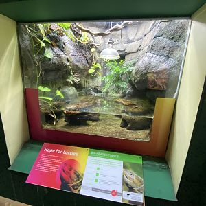 Reptile House - Big-headed turtle exhibit 180322