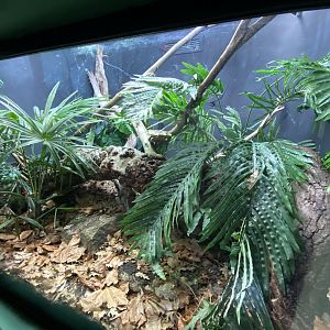Reptile House - Fiji banded iguana exhibit 180322