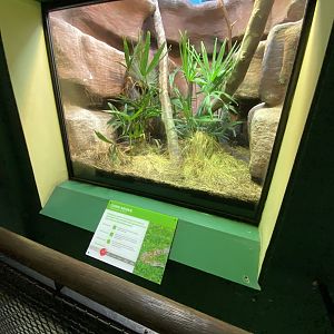 Reptile House - Corn snake exhibit 180322