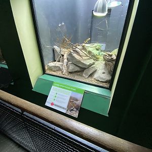 Reptile House - Gidgee skink exhibit 180322