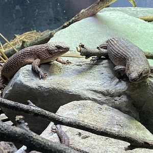 Reptile House - Gidgee skinks 180322