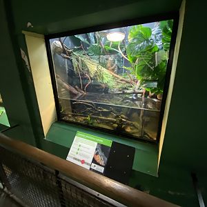 Reptile House - Chinese crocodile lizard exhibit 180322