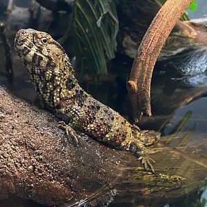 Reptile House - Chinese crocodile lizard 180322