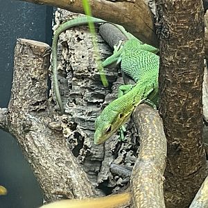 Reptile House - Green tree monitor 180322