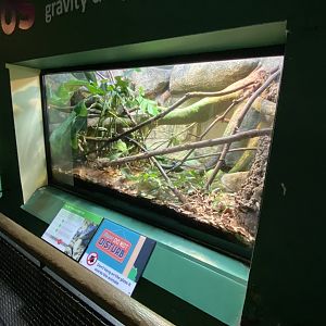 Reptile House - Blue-spotted tree monitor exhibit 180322