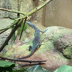 Reptile House - Blue-spotted tree monitor 180322