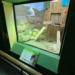 Reptile House - Round Island skink exhibit 180322