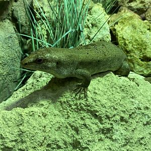 Reptile House - Round Island skink 180322