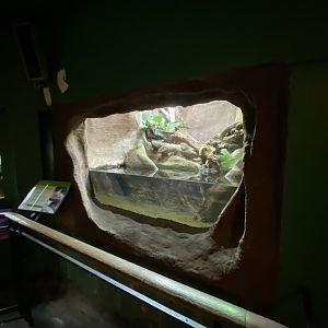 Reptile House - Caiman lizard exhibit 180322
