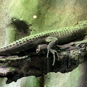 Reptile House - Caiman lizard 180322