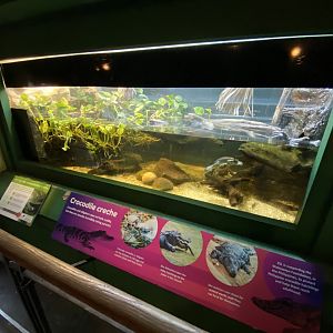 Reptile House - McCord's snake-necked turtle exhibit 180322