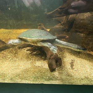 Reptile House - McCord's snake-necked turtle 180322