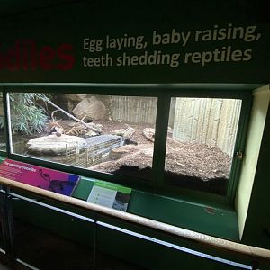 Reptile House - Philippine crocodile exhibit 180322
