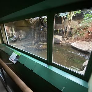 Reptile House - Philippine crocodile exhibit 180322