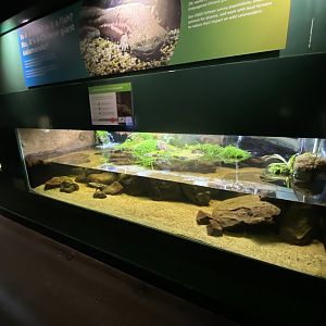 Reptile House - Chinese giant salamander exhibit 180322