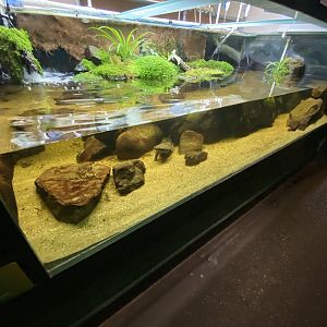 Reptile House - Chinese giant salamander exhibit 180322