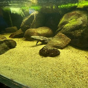 Reptile House - Chinese giant salamander 180322