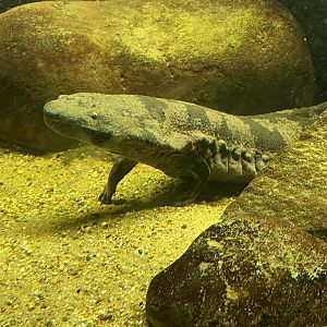 Reptile House - Chinese giant salamander 180322