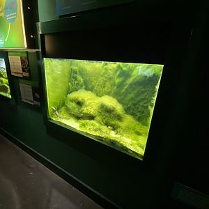 Reptile House - Lake Patzcuaro salamander exhibit 180322