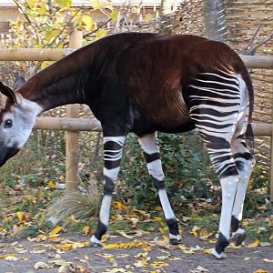 Female okapi