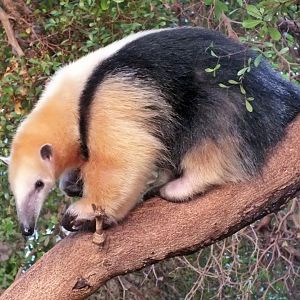 Southern tamandua