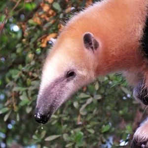 Southern tamandua