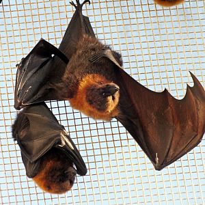 Rodrigues flying foxes