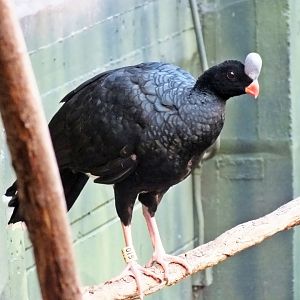 Northern helmeted curassow