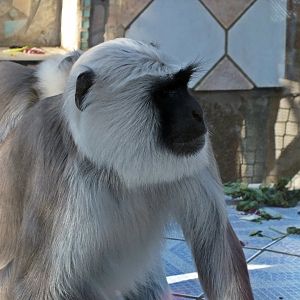 Grey langur