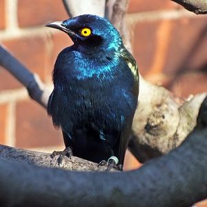 Purple glossy starling