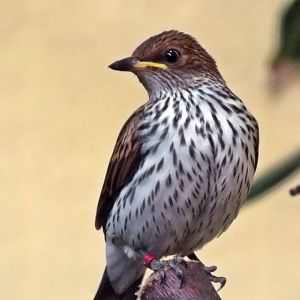 Female violet-backed starling